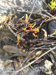 Crassula vaillantii
