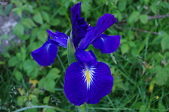 Iris latifolia