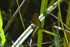 Capronnieria galesus