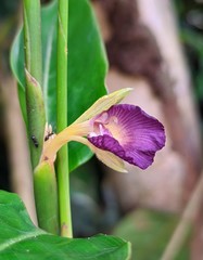 Ischnosiphon gracilis