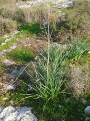 Asphodelus ramosus