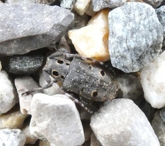 Mesosa curculionoides