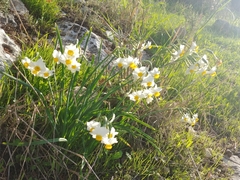 Narcissus tazetta