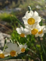 Narcissus tazetta