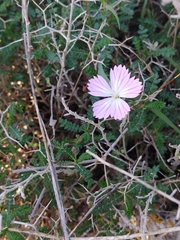 Dianthus strictus