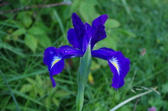Iris latifolia