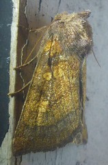 Papaipema impecuniosa