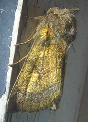 Papaipema impecuniosa