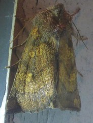 Papaipema impecuniosa