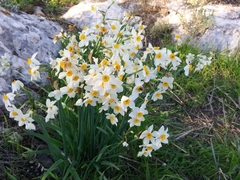 Narcissus tazetta