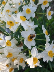 Narcissus tazetta