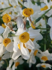 Narcissus tazetta