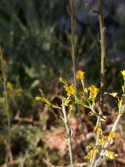Osyris alba