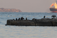 Phalacrocorax capillatus