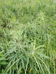 Artemisia selengensis