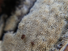 Polyporales