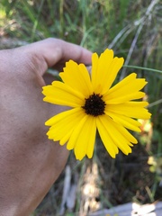 Coreopsis floridana