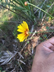 Coreopsis floridana