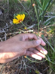 Coreopsis floridana