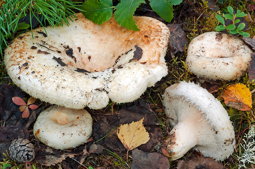 Lactarius aquizonatus