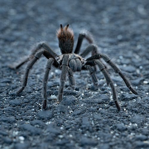 Desert Tarantula