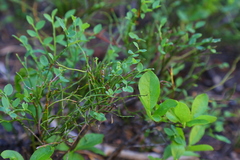 Vaccinium myrtillus