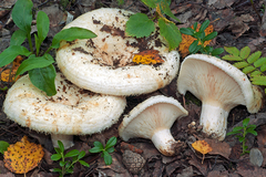 Lactarius aquizonatus