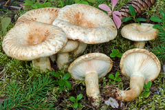 Lactarius olivinus