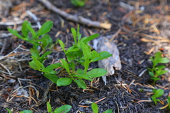 Vaccinium myrtillus