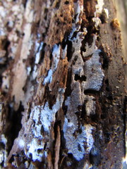 Hyphodontia arguta
