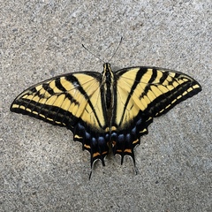Papilio multicaudata