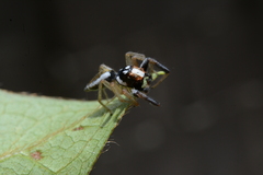 Chira spinosa
