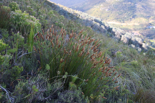 Image of Elegia racemosa by (c) Tony Rebelo, some rights reserved (CC BY-SA)