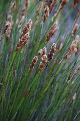 Elegia racemosa