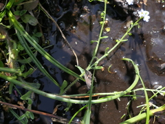 Myosotis secunda
