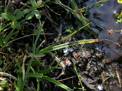 Myosotis secunda