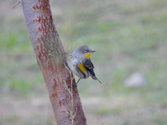 Setophaga coronata