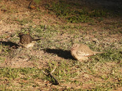 Columbina inca