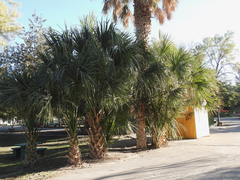 Sabal mexicana