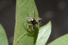 Chira spinosa