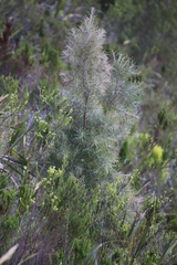 Hakea gibbosa