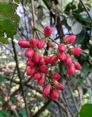 Rourea camptoneura
