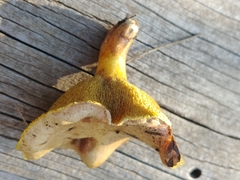 Suillus