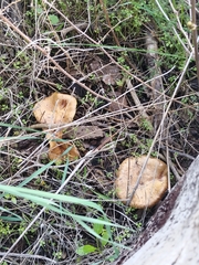 Suillus