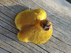 Suillus