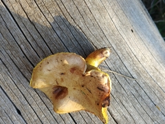 Suillus