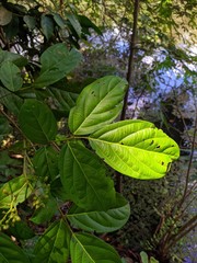Rourea camptoneura
