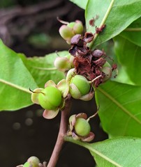 Doliocarpus major
