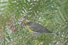 Setophaga coronata