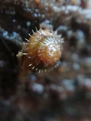 Acanthinula aculeata image